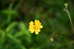 Ranunculus petiolaris