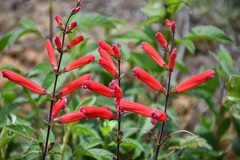 Lamourouxia rhinanthifolia