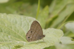Cissia themis