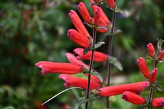 Lamourouxia rhinanthifolia