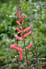 Lamourouxia rhinanthifolia