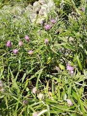 Saussurea salicifolia