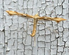 Gillmeria pallidactyla