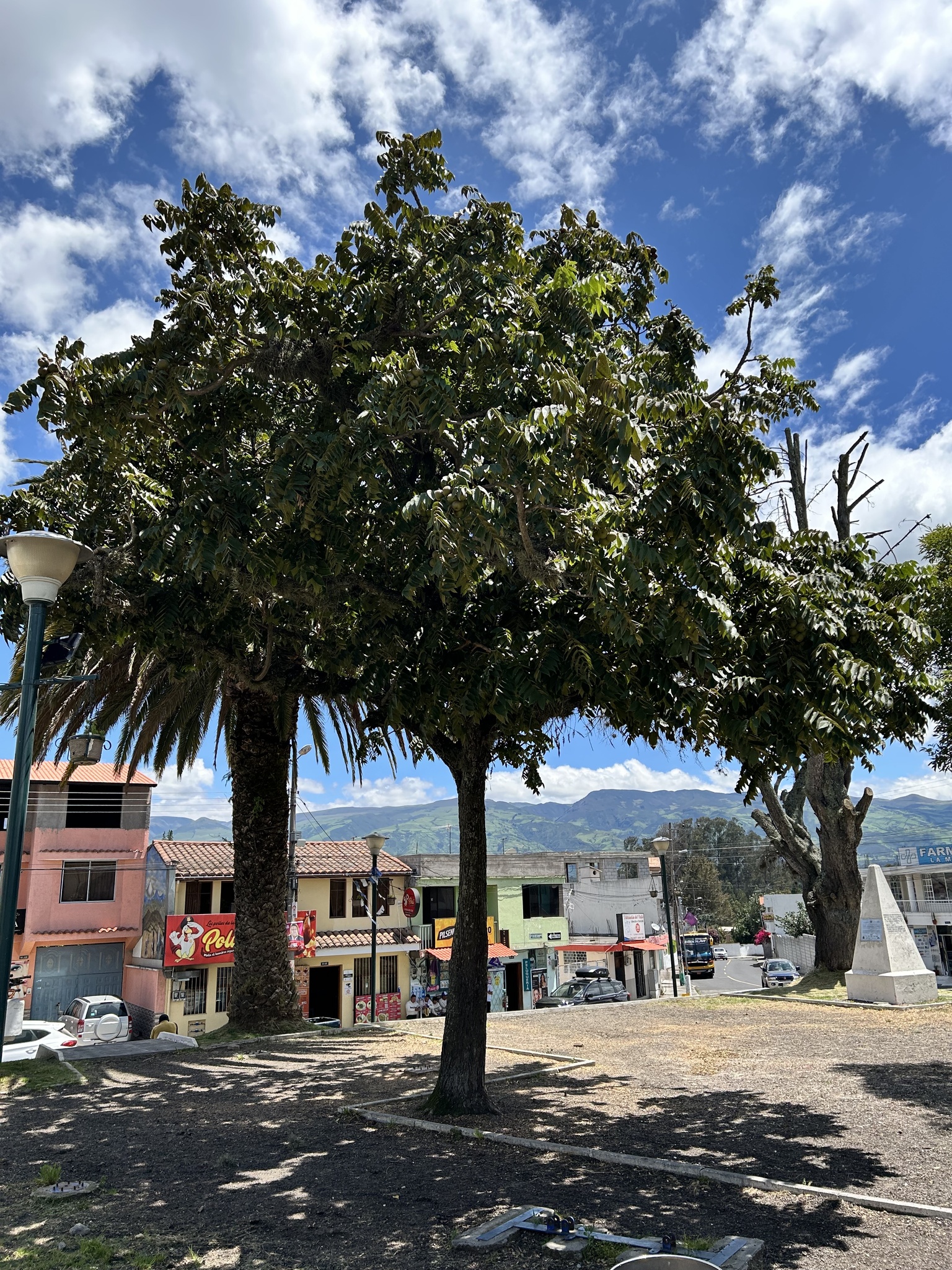 Imagem de Nogal colombiano