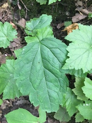 Tiarella stolonifera