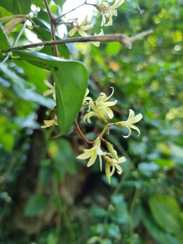 Secamone villosa observed 2024-11-01