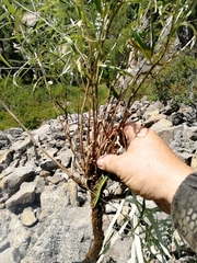 Saussurea salicifolia