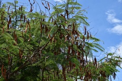 Leucaena esculenta