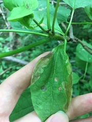 Amauromyza pleuralis