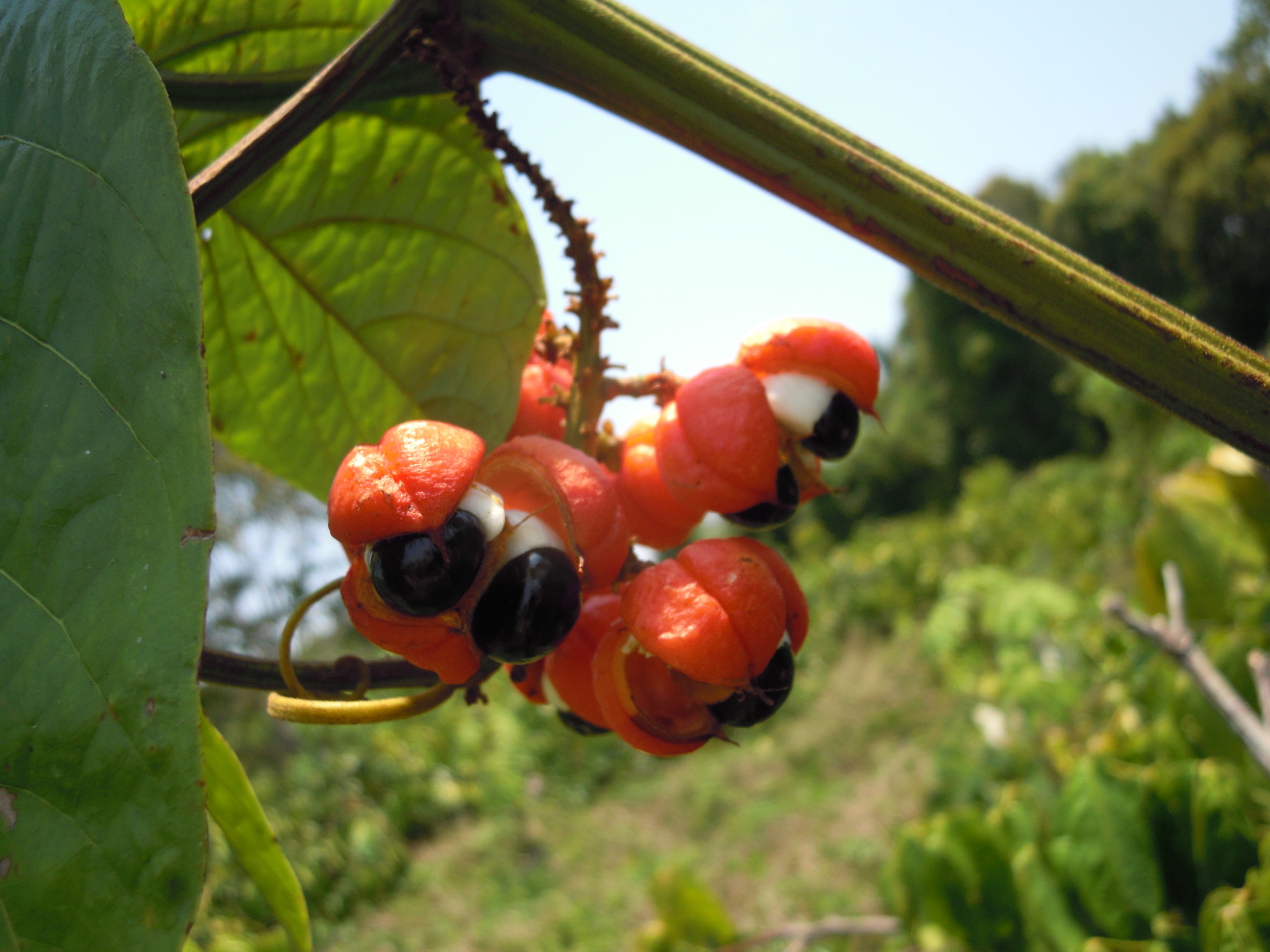 Guarana (Paullinia cupana)  iNaturalist