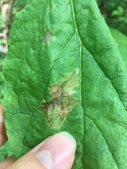 Amauromyza pleuralis