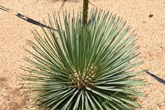 Agave stricta