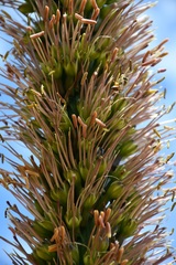 Agave stricta
