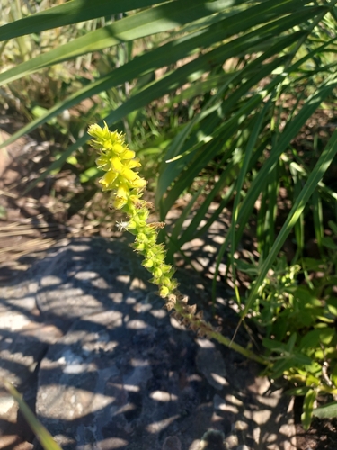 Sinningia lutea