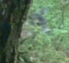 Odocoileus hemionus sitkensis