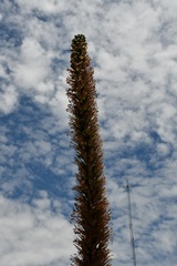 Agave stricta