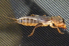 Neocurtilla hexadactyla