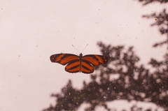 Eresia phillyra phillyra