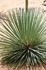 Agave stricta