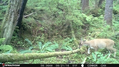 Odocoileus hemionus sitkensis