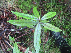 Corokia buddleioides buddleioides