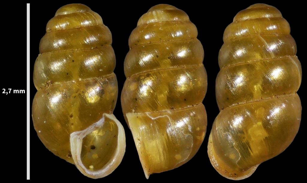 southern chrysalis snail