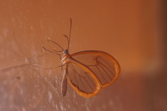 Pteronymia rufocincta