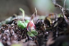 Corybas trilobus