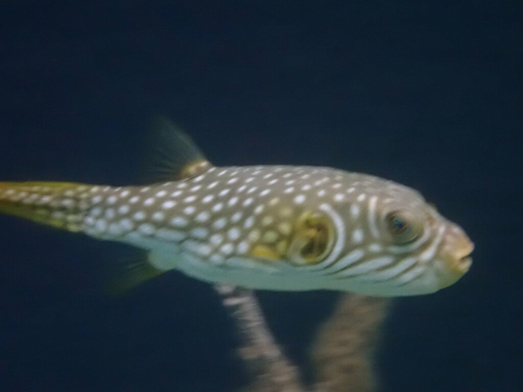 Reticulated pufferfish