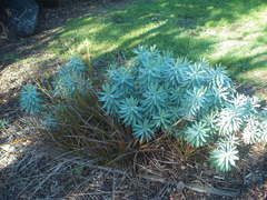 Euphorbia glauca