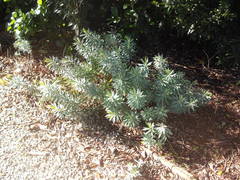 Euphorbia glauca