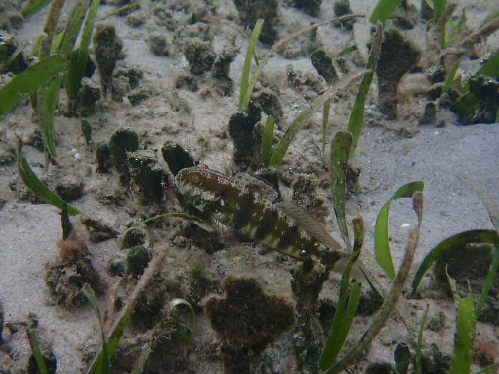 Sphinx goby