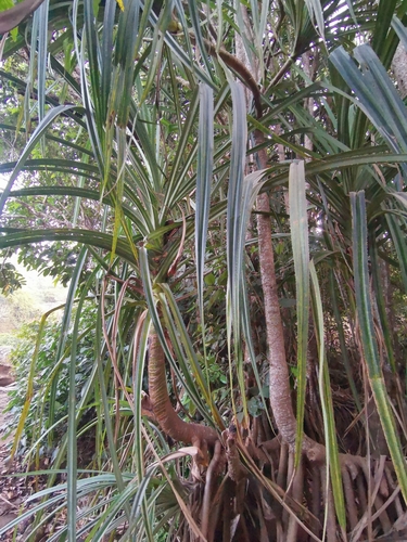 Pandanus candelabrum