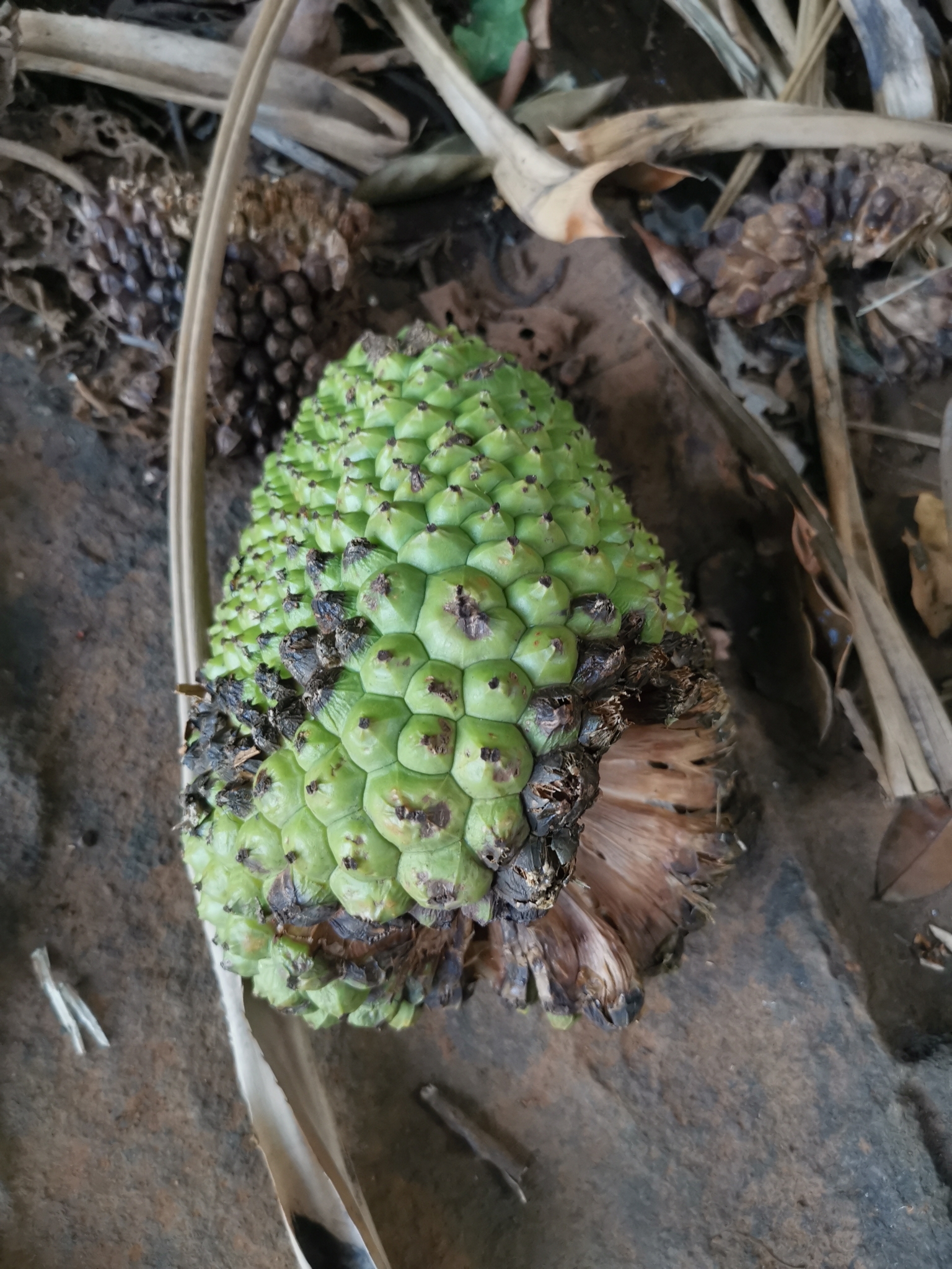 Pandanus candelabrum P.Beauv. 3