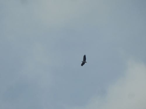 Haliaeetus leucogaster