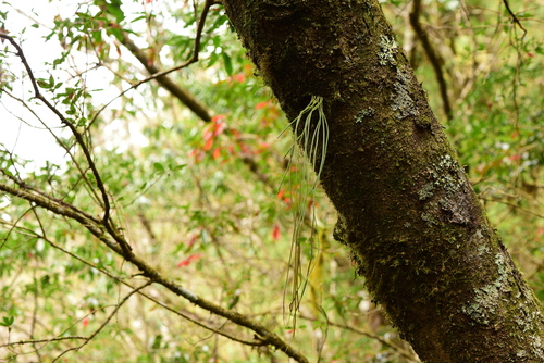 Drymotaenium miyoshianum iNat (1)