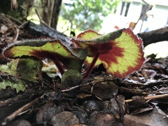 Begonia rex-cultorum
