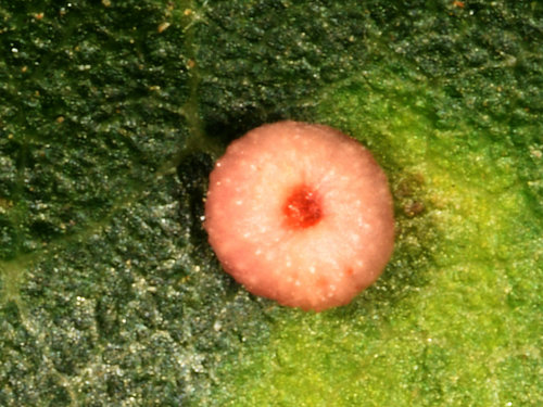 Pumpkin Gall Wasp photo 6