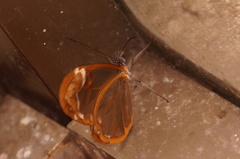 Greta morgane morgane