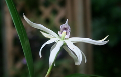 Prosthechea baculus