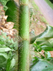 Costus villosissimus