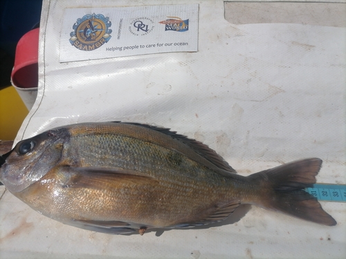 Hottentot seabream (Pachymetopon blochii) — Sparidae — 2