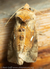 Autographa metallica