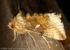 Autographa metallica