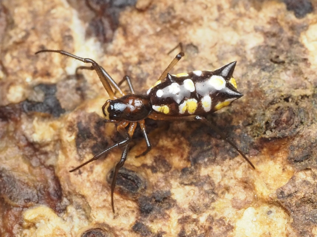 orb weavers