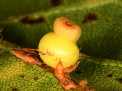 Callirhytis serricornis