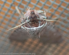 Protolampra rufipectus