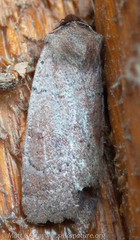Protolampra rufipectus