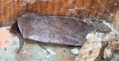 Protolampra rufipectus