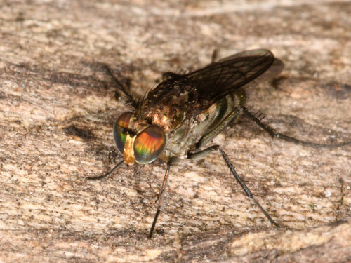 Long-legged fly (Tachytrechus angustipennis) photo 2